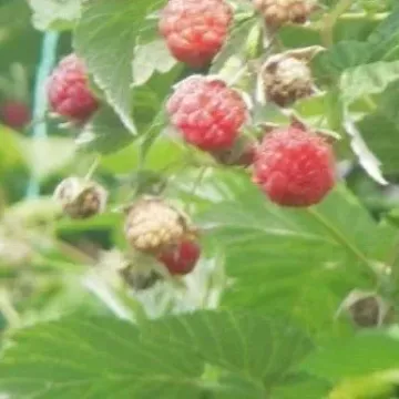 Муза