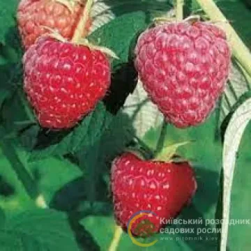 Полесье