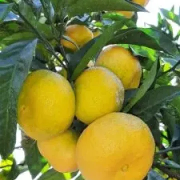 МИЛЛЕНИУМ 1