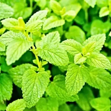 CITRONELLA