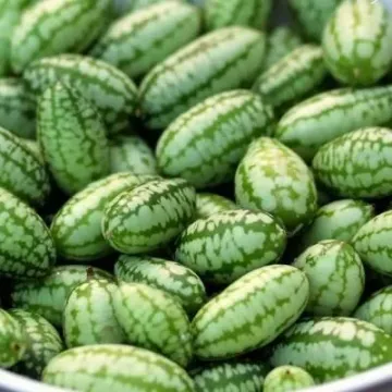 Колибри