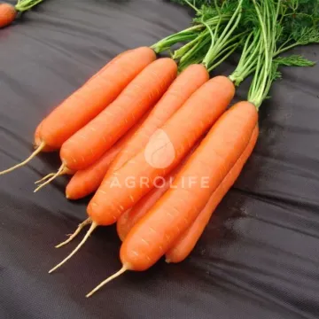 Дарина