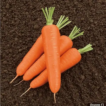 Олимп