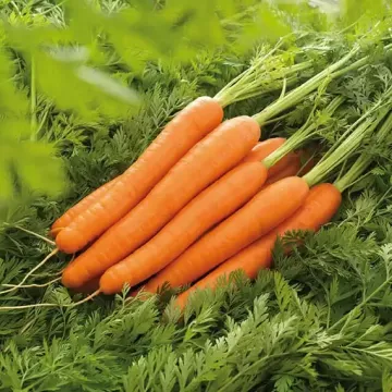 Primecut 59