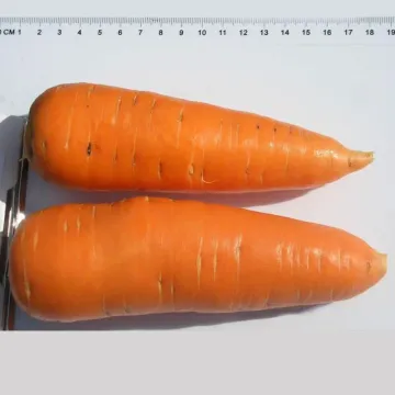 Шантане