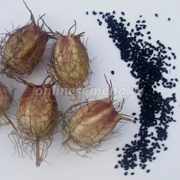 Дива