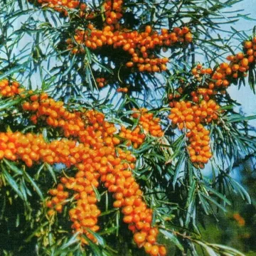 Алтаечка