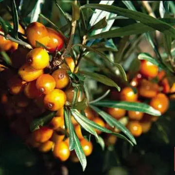 ДАР Казакову