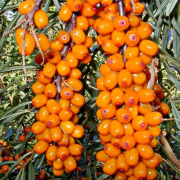 Эссель