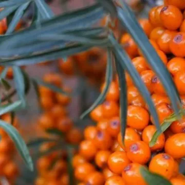 Особлива