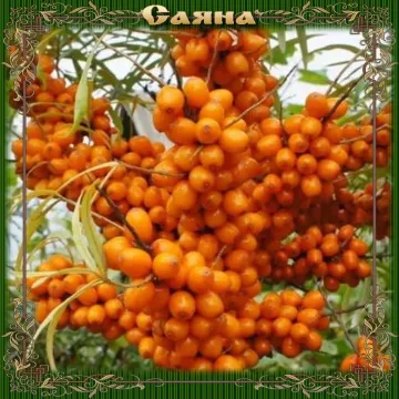 Саяна