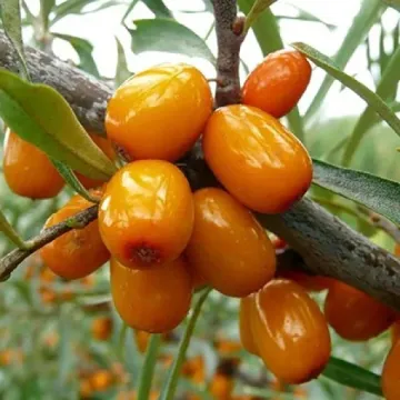 ВИЛ 5