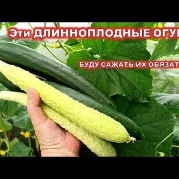 ADZIIKKAKU