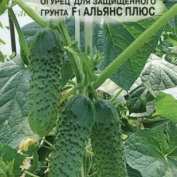 Альянс Плюс