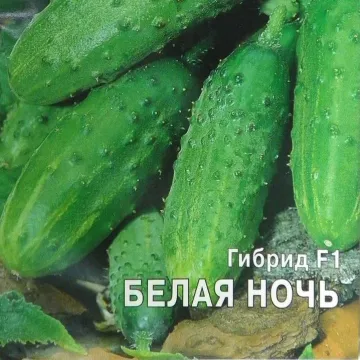 Белая Ночь