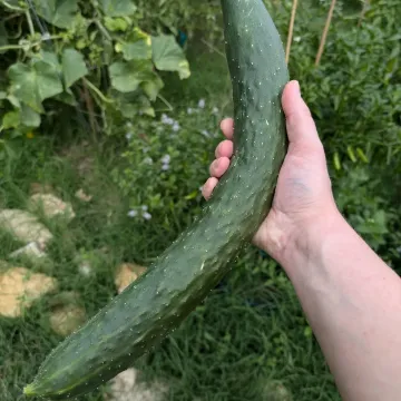 Джад