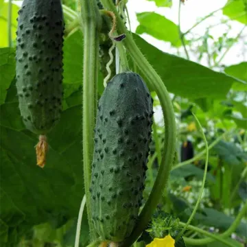 Французский Завтрак