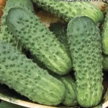 Грандандреа