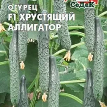 Хрустящий Аллигатор