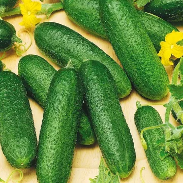Клауд