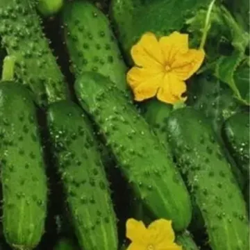 Кузьмич
