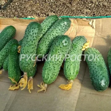 MAXIMORA