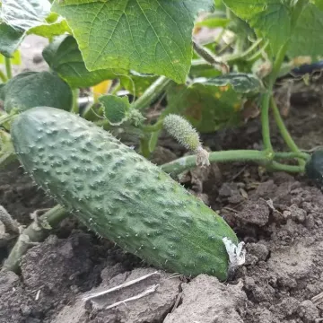 Мария