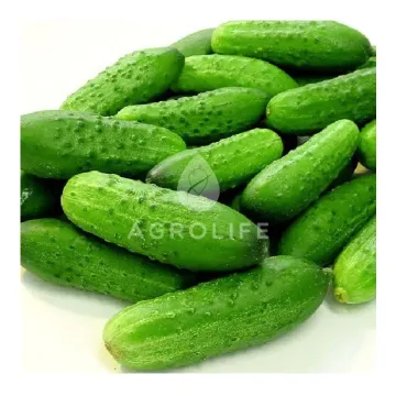 Марджоли