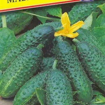 Маверик