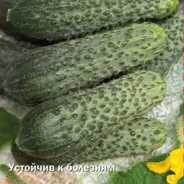 Щеголь
