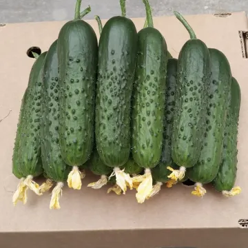 Спино