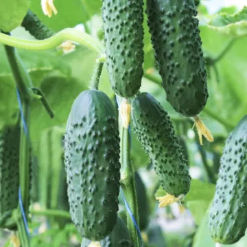 Шуберт