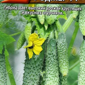 Веселий Роджер