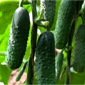 F1 Zucchini