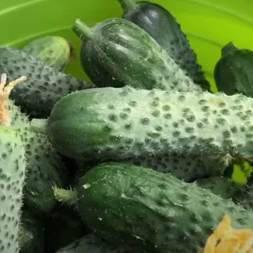 Віртуоз