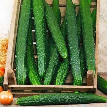 Хрусткий Алігатор