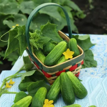 Золотий Ювілей