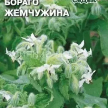 Жемчужина