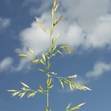Ассоль