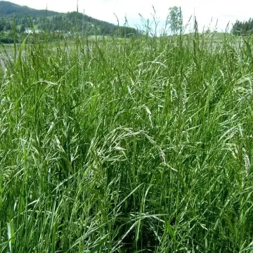 BARAYKA