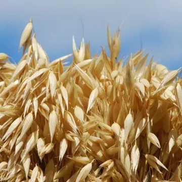 Регби