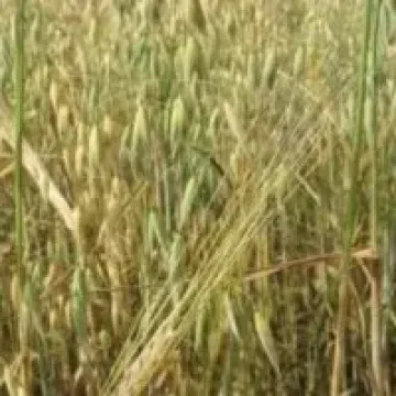 Сапсан
