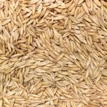 Зирковий