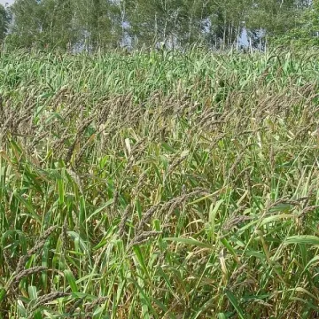 Росита