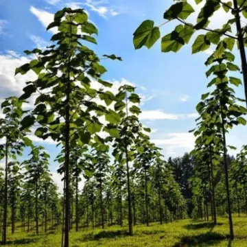 Paulownia