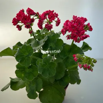 Малиновка