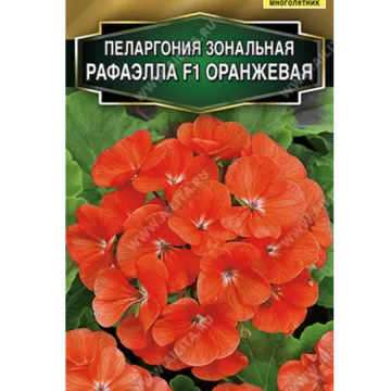 Оранжевое Пламя