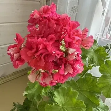Пламя