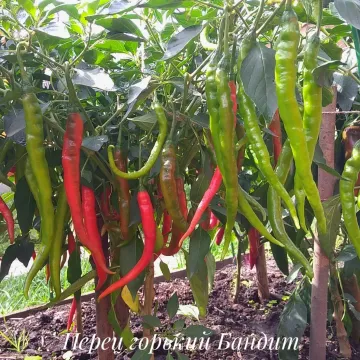 Бандит