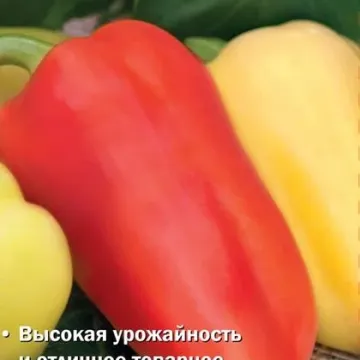BELYOGOR
